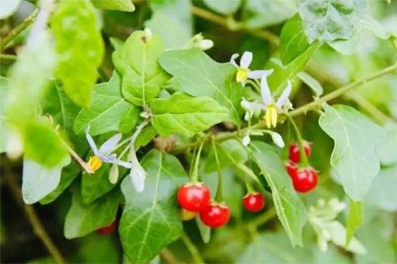 Tác dụng của cà gai leo rừng trong hỗ trợ điều trị viêm gan