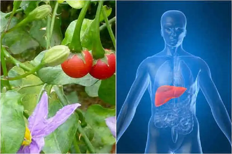 Cà gai leo dược liệu thiên nhiên hỗ trợ điều trị viêm gan và xơ gan