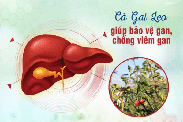 Bảo vệ gan cà gai leo bí quyết từ thiên nhiên an toàn cho người bệnh gan